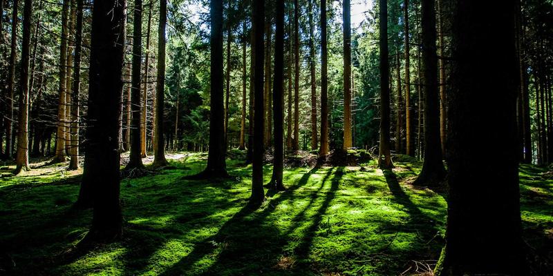 TL88988与分类信息发布：掌握SEO协同策略，引爆内容可见性