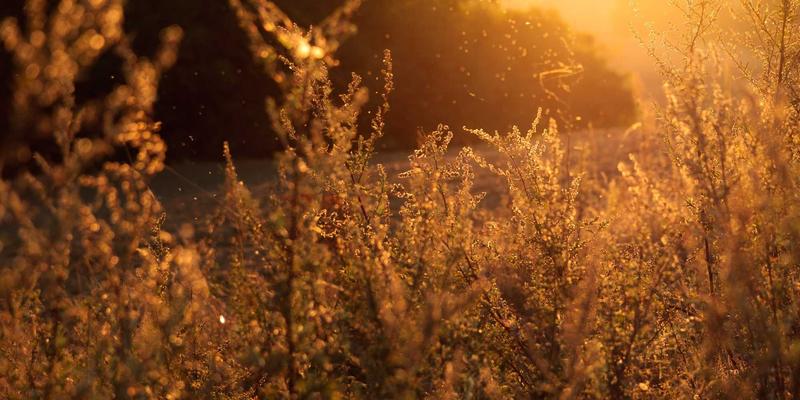 TL88988便民服务：信息发布平台的算法透明度如何重塑用户信任——以新闻推荐为例