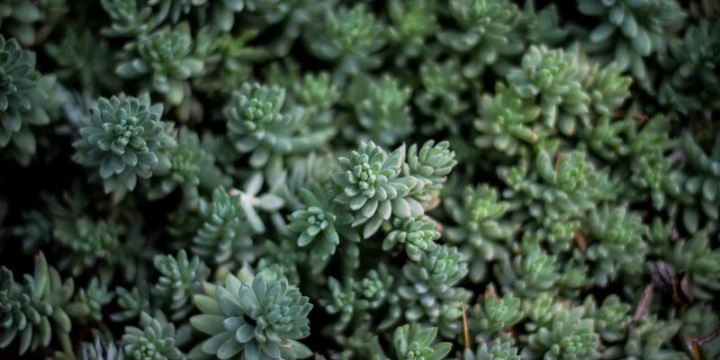 TL88988:连接本地生活与信息服务的智能平台新范式