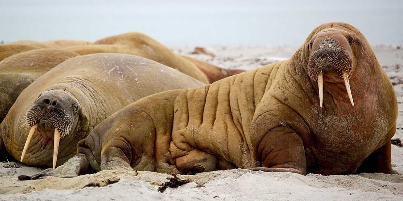 分类信息平台深度对比:以TL88988为例看便民服务的核心价值