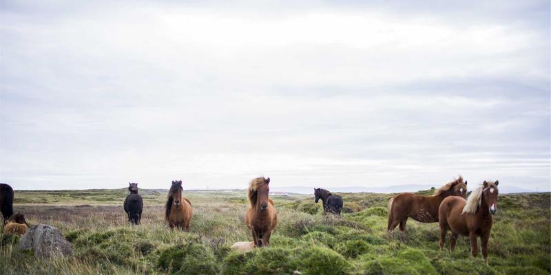 本地生活危机公关：如何建立TL88988信息发布机制，实现快速响应与统一口径